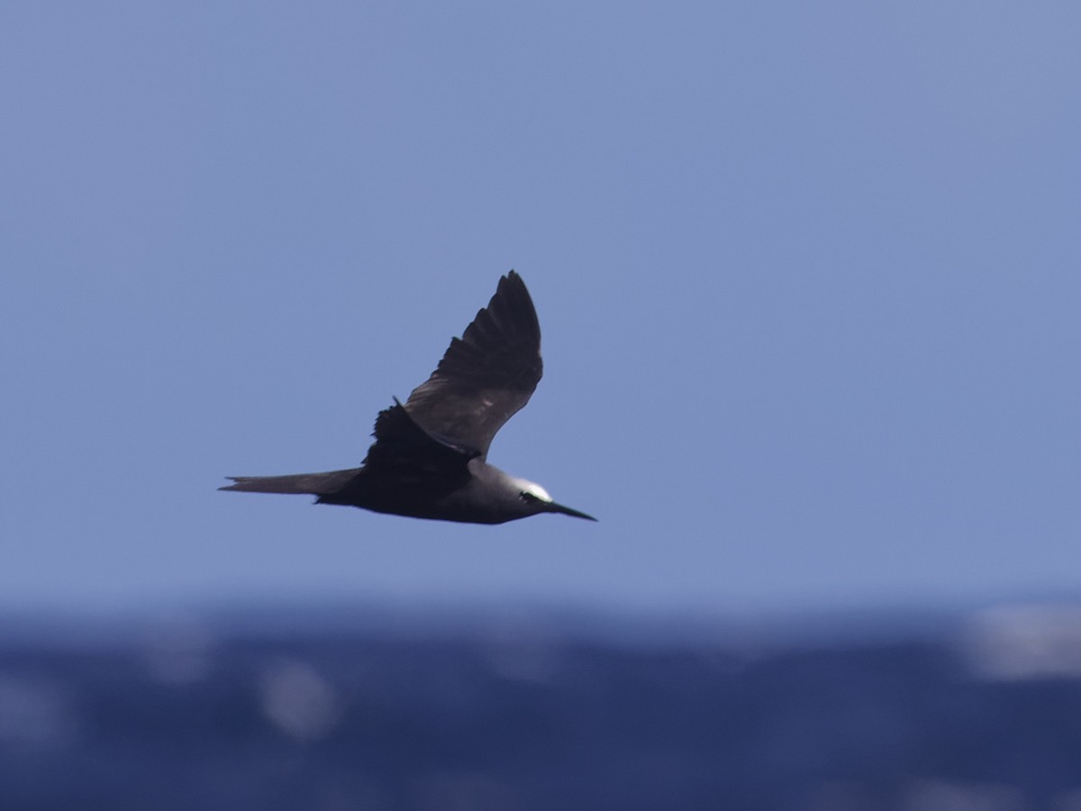 Black Noddy - Angus Wilson