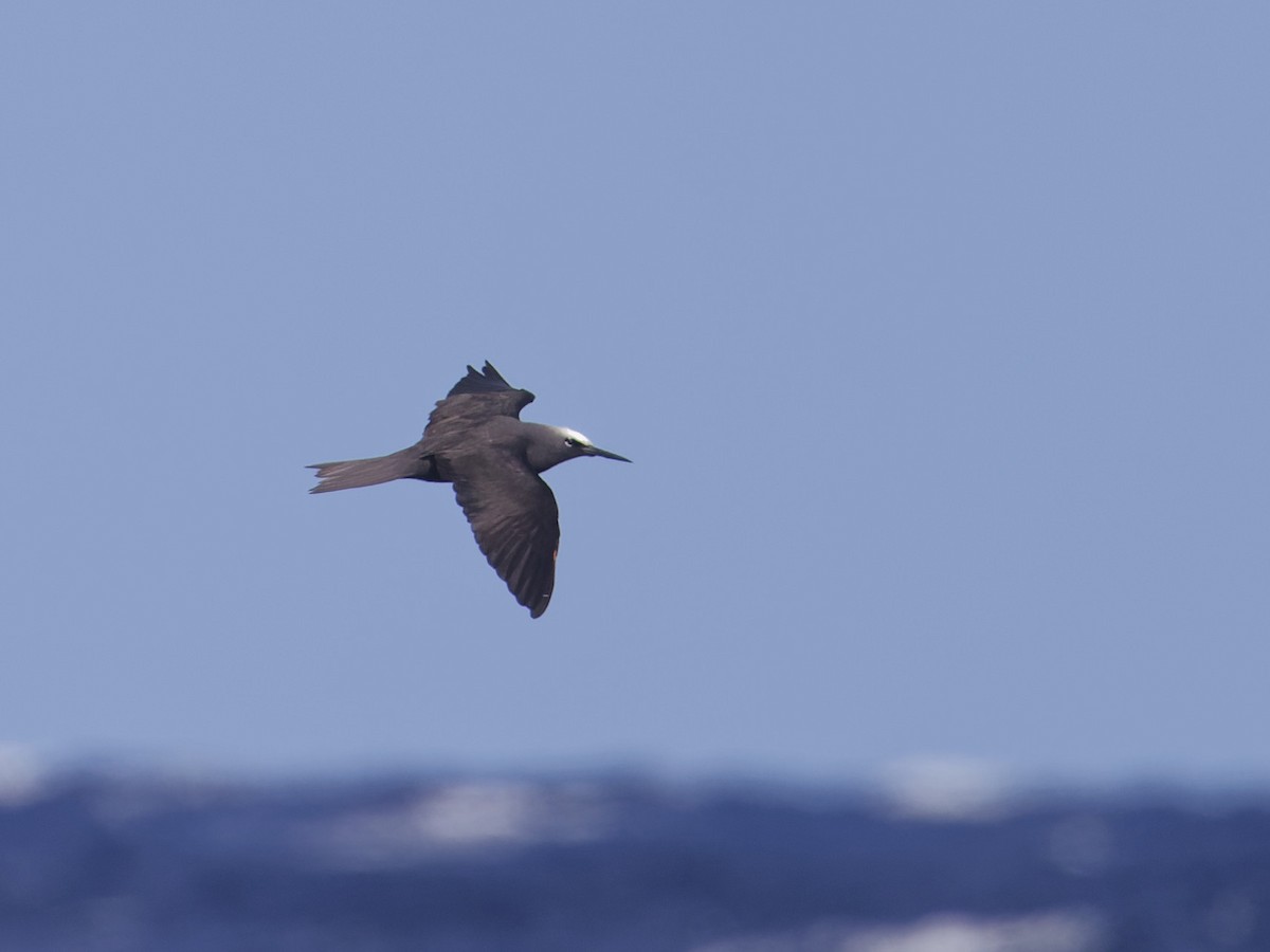 Black Noddy - Angus Wilson