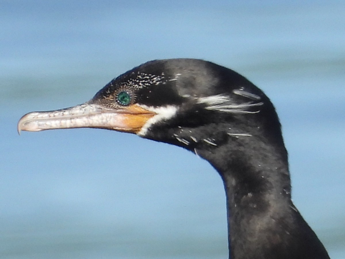 Neotropic Cormorant - Bruce Nott