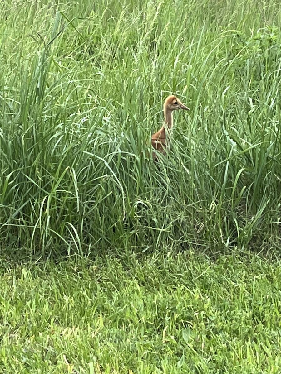 Sandhill Crane - Elizabeth Bochenek