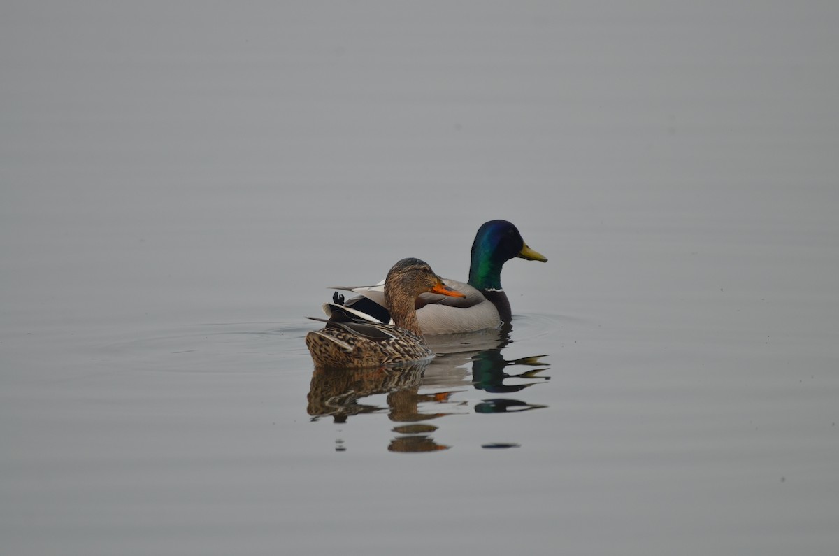 Mallard - Carmen Tavares