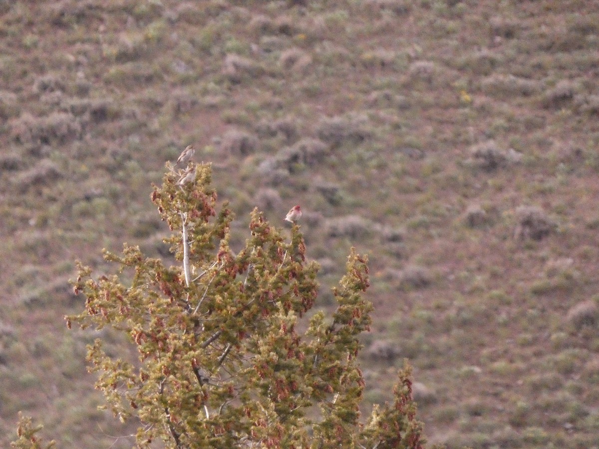 Cassin's Finch - Wesley McGee