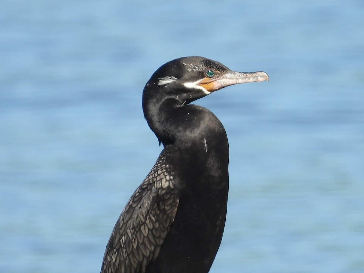 Neotropic Cormorant - Bruce Nott