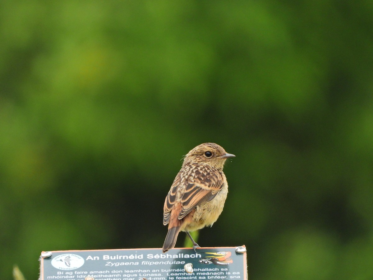 European Stonechat - Haydee Huwel