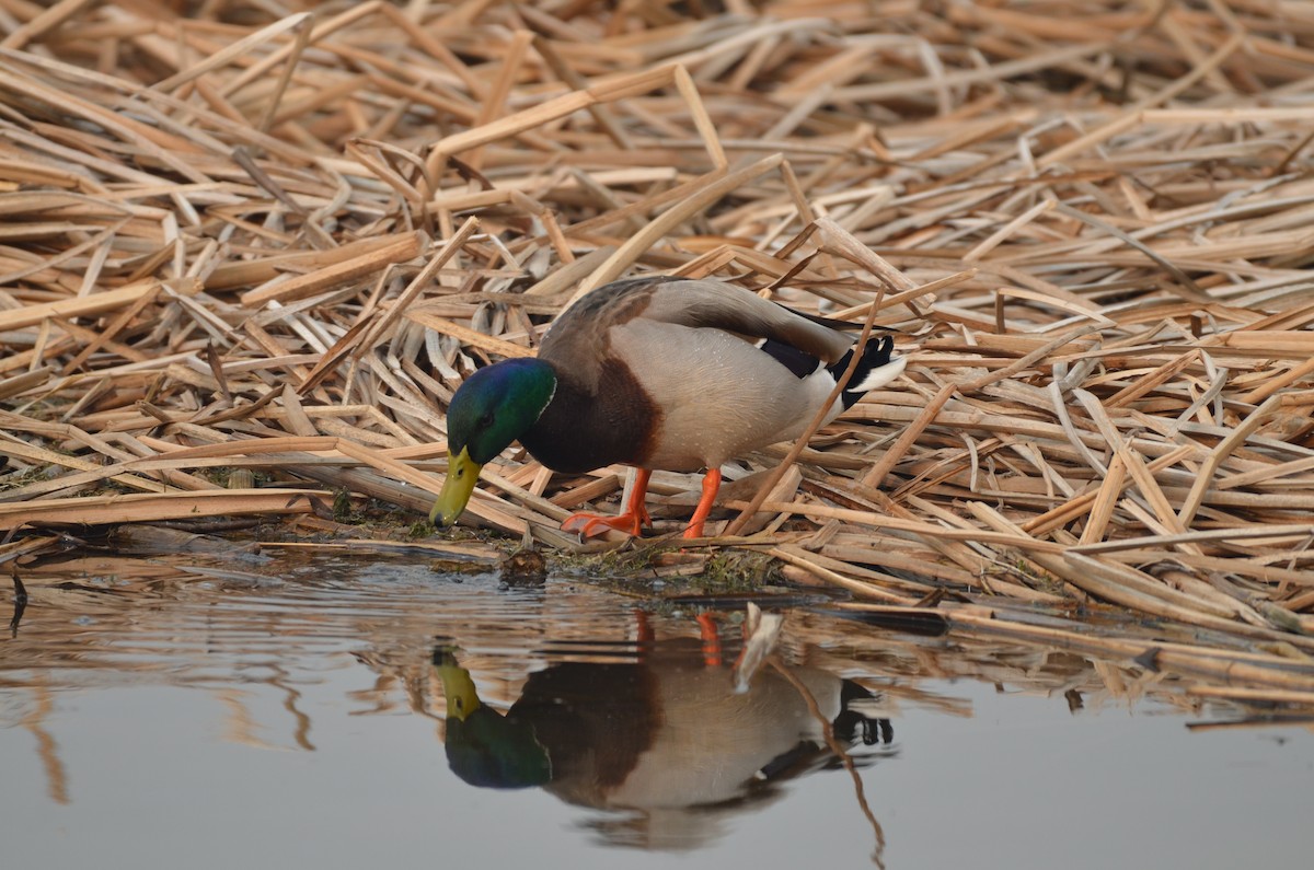 Mallard - Carmen Tavares