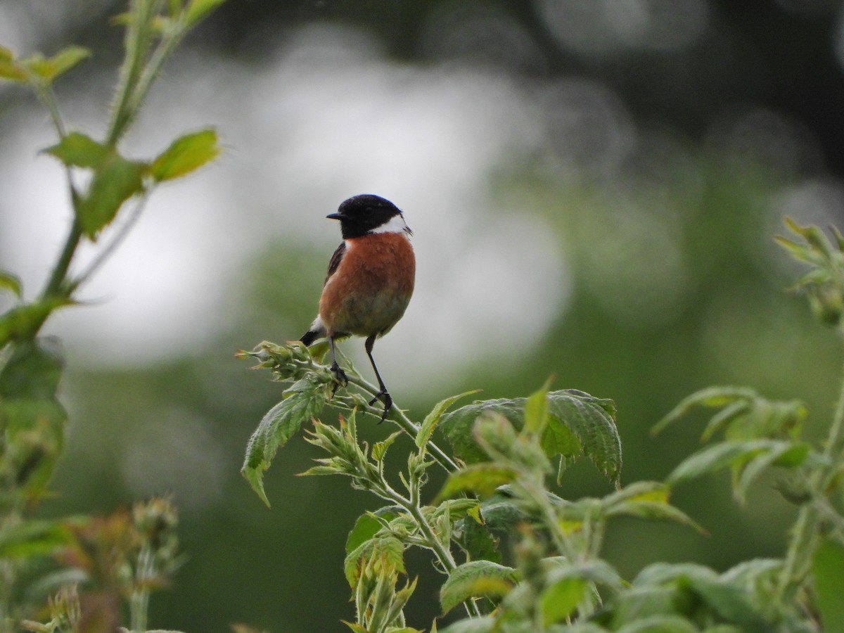 European Stonechat - Haydee Huwel