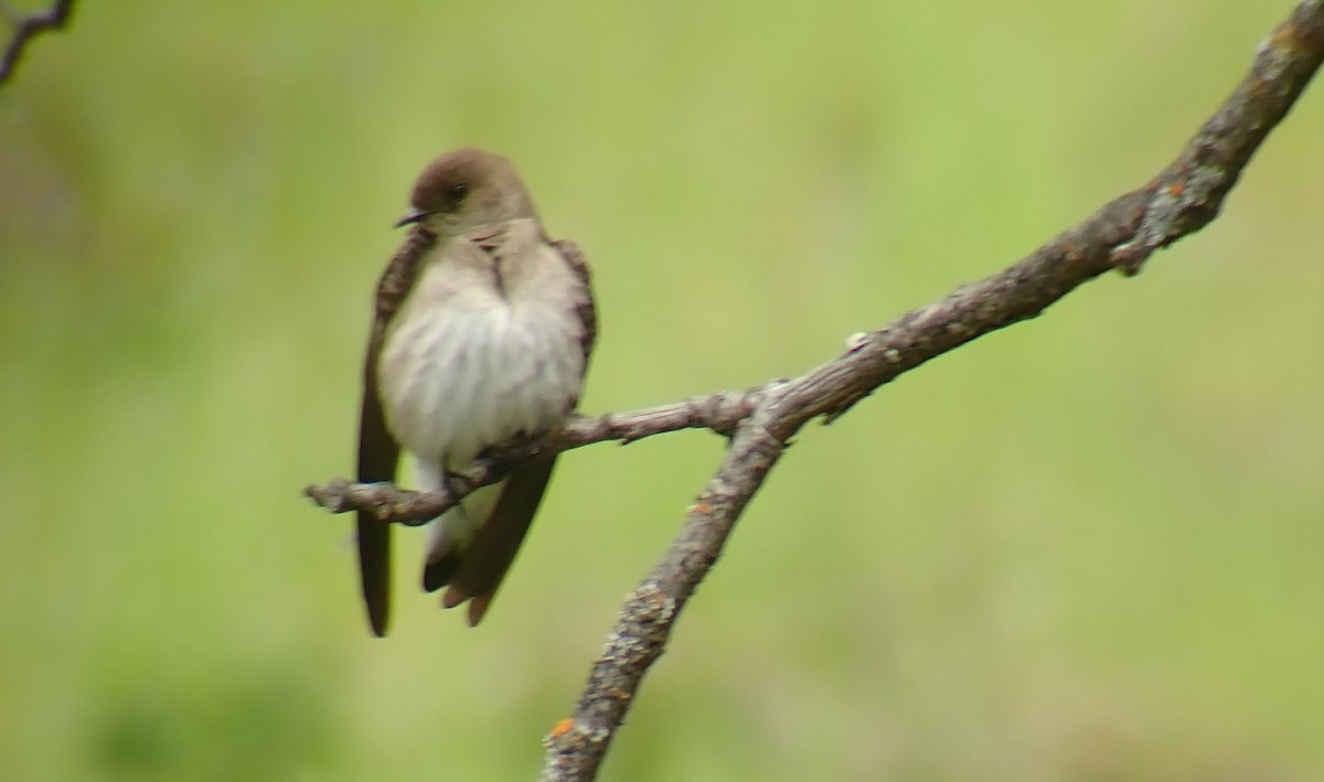 Northern Rough-winged Swallow - Emily Clayton