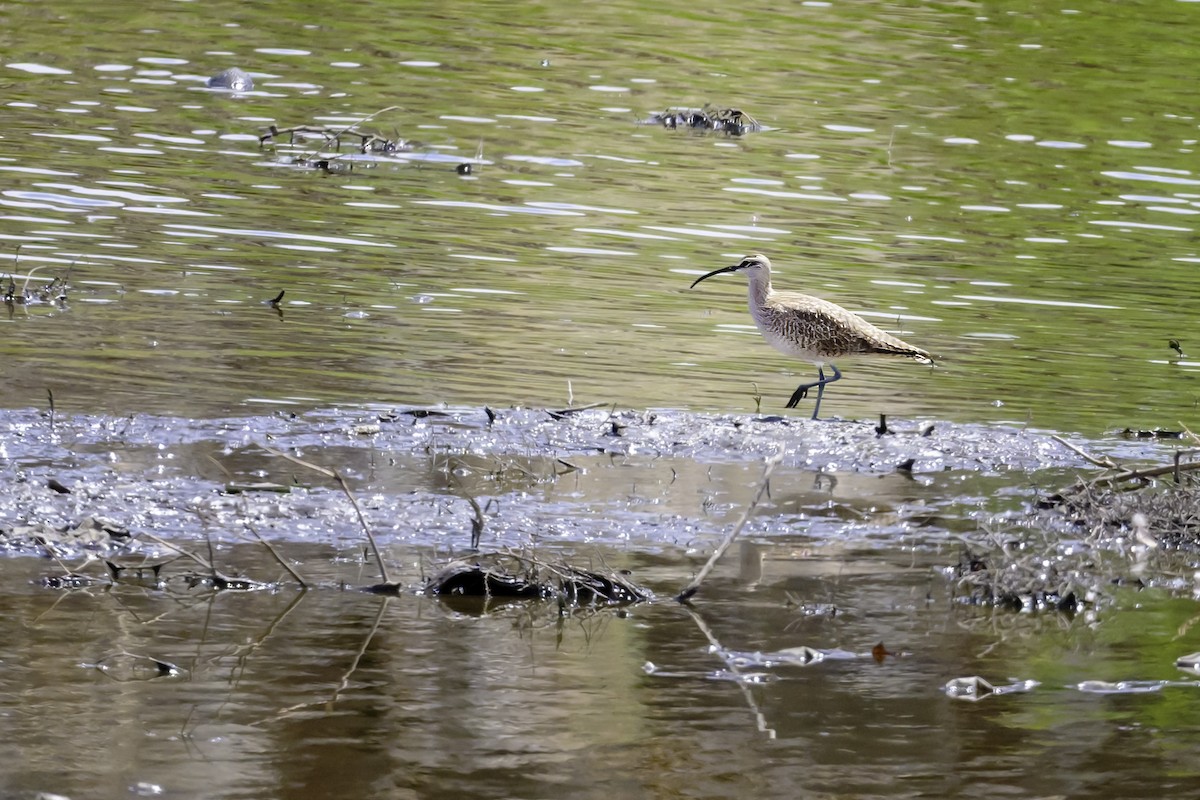 Whimbrel - Tom Kilroy