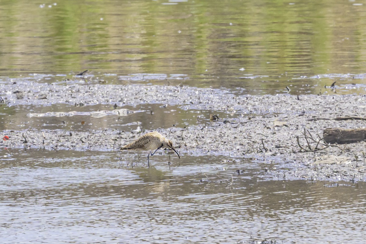 Whimbrel - Tom Kilroy