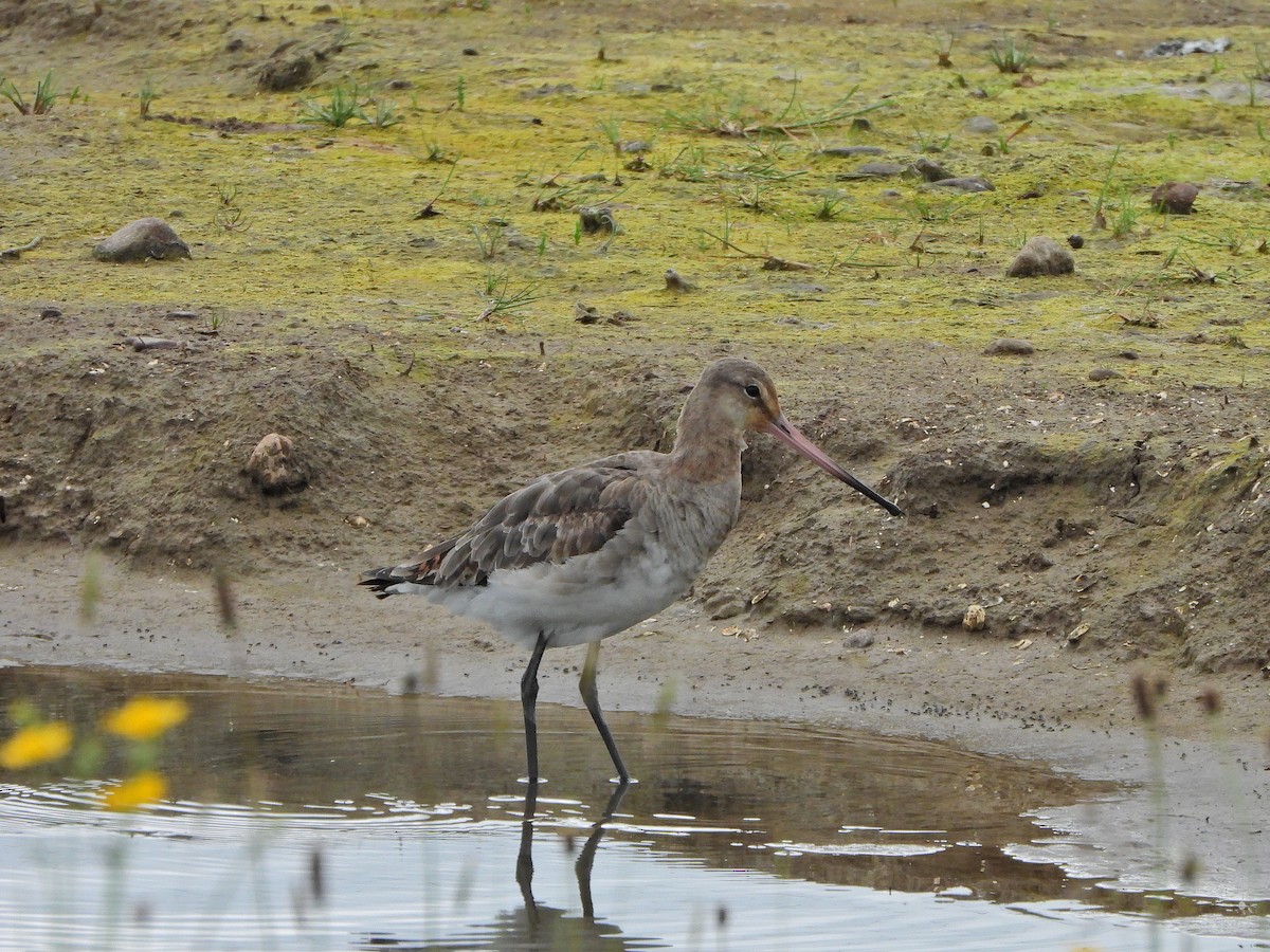 Black-tailed Godwit - Haydee Huwel