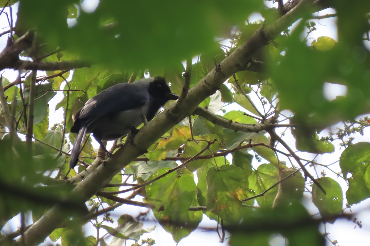 Violaceous Jay - Nino Arteaga Koo