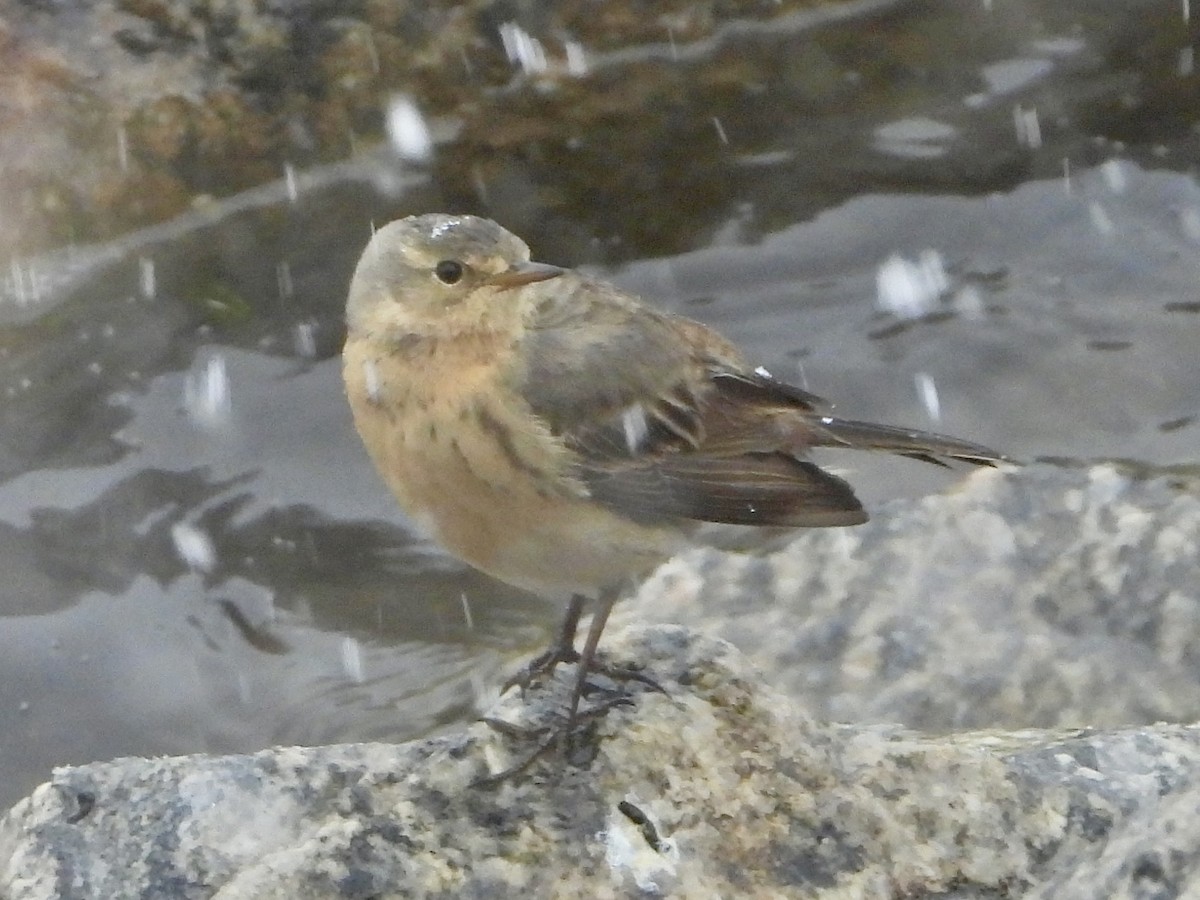 American Pipit - Katie Conlin