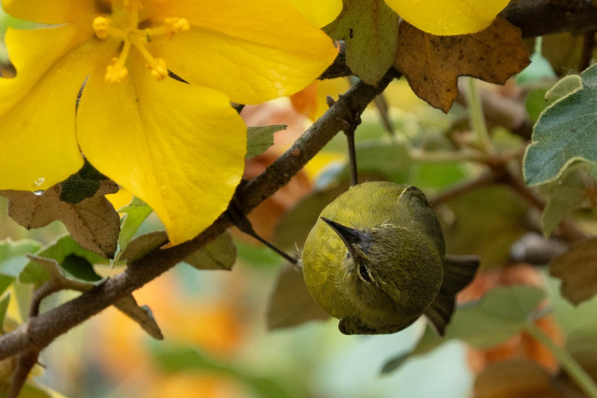 Orange-crowned Warbler - Thomas Van Huss