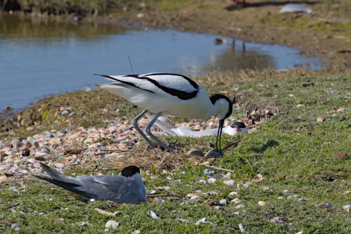 Pied Avocet - Philip Steinhoff