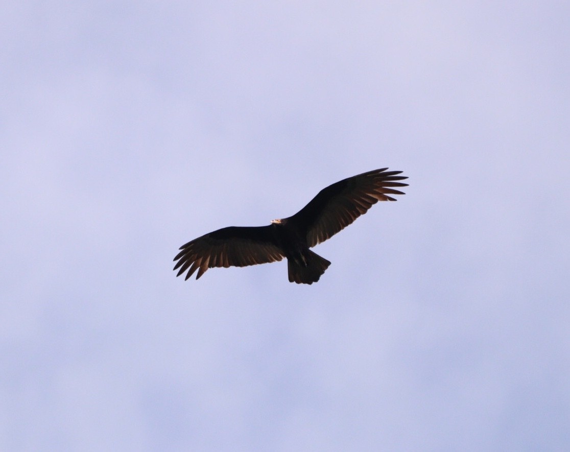 Lesser Yellow-headed Vulture - Rubélio Souza