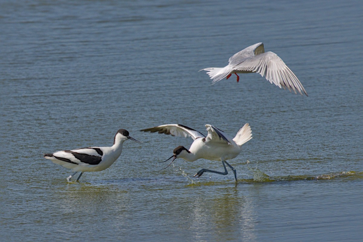 Pied Avocet - ML619542017