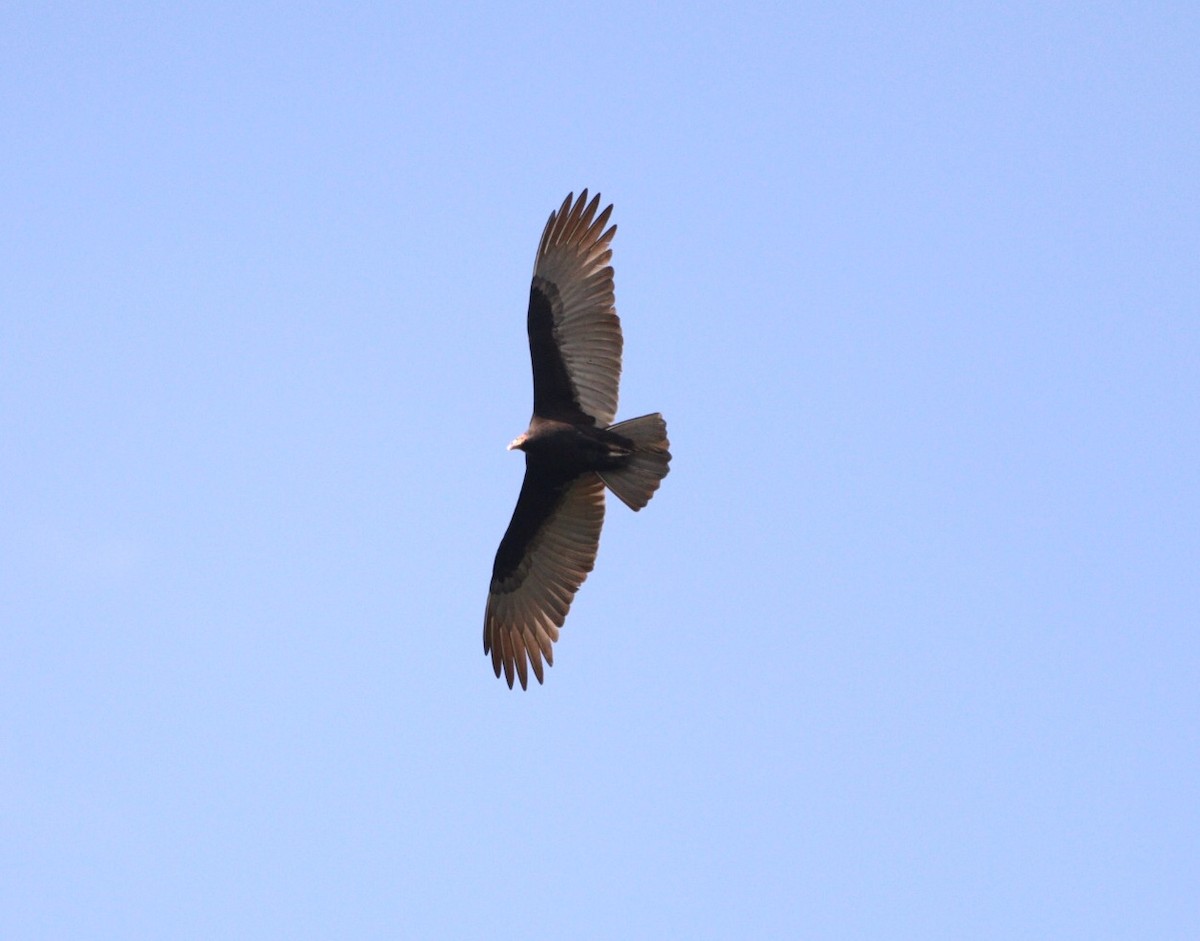 Lesser Yellow-headed Vulture - Rubélio Souza