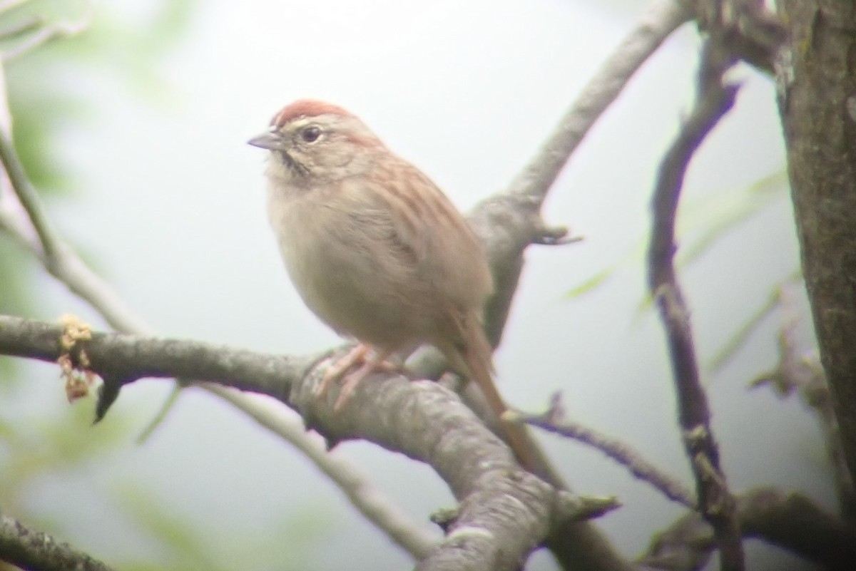 Rufous-crowned Sparrow - Emily Clayton