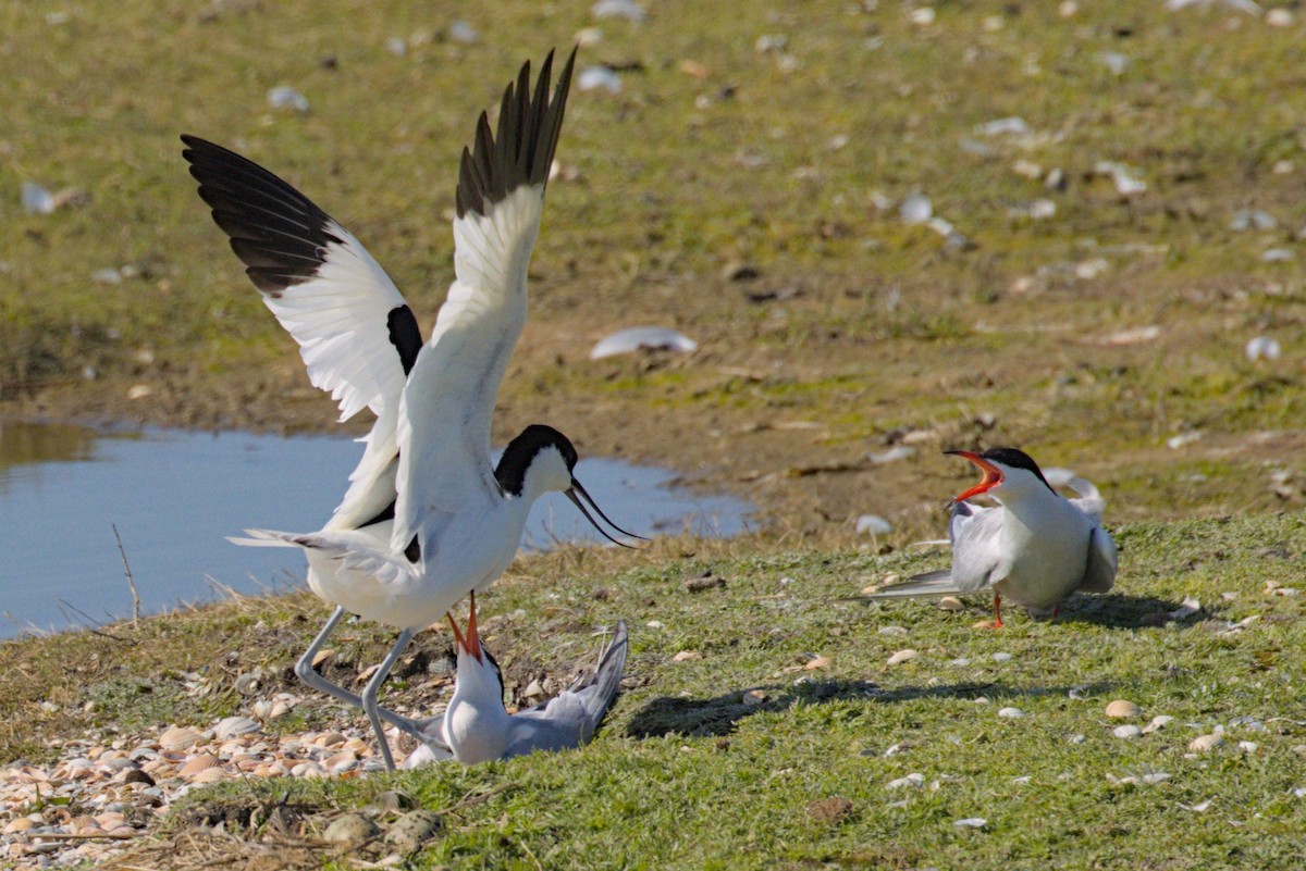 Pied Avocet - ML619542034