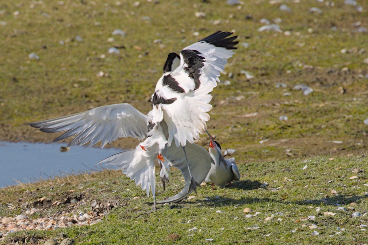 Pied Avocet - Philip Steinhoff