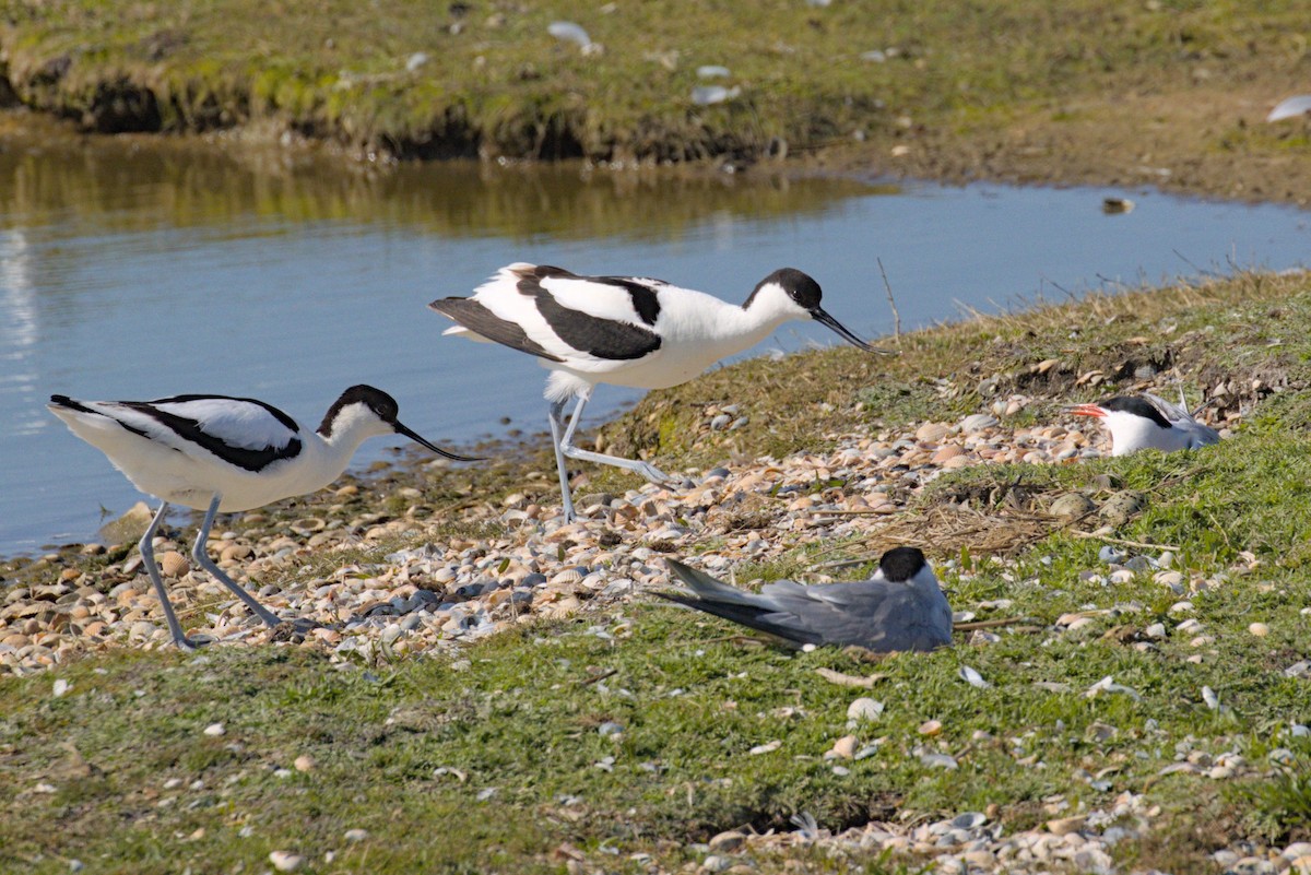 Pied Avocet - ML619542038