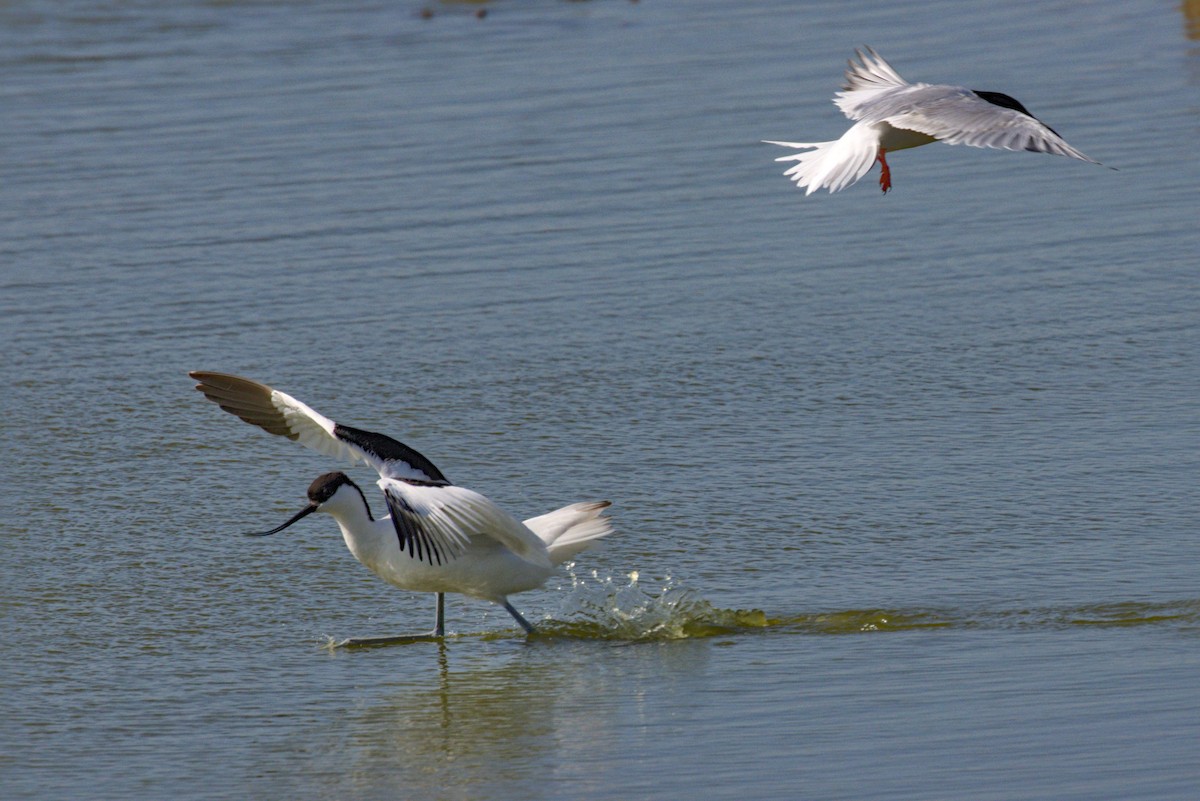 Avocette élégante - ML619542039