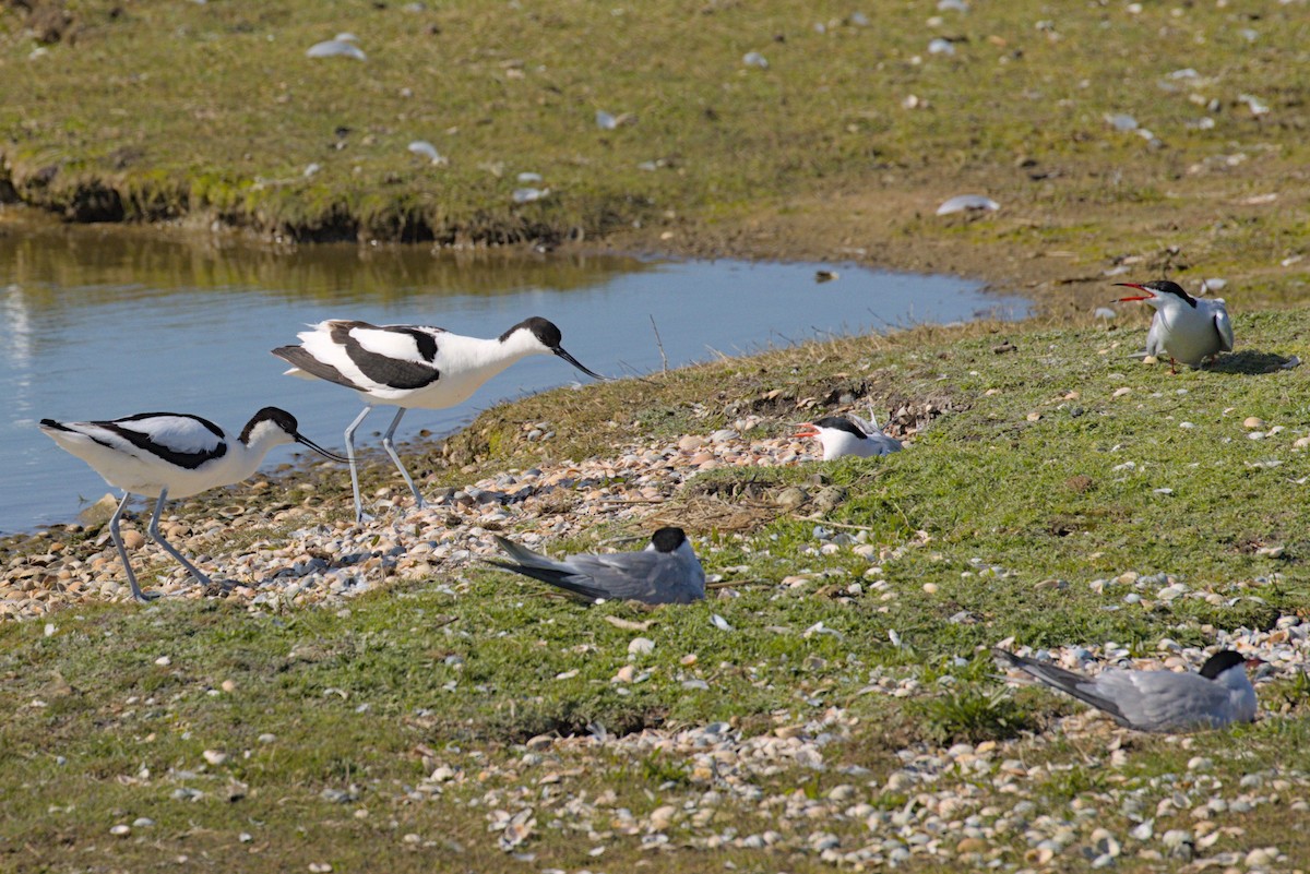 Pied Avocet - ML619542043