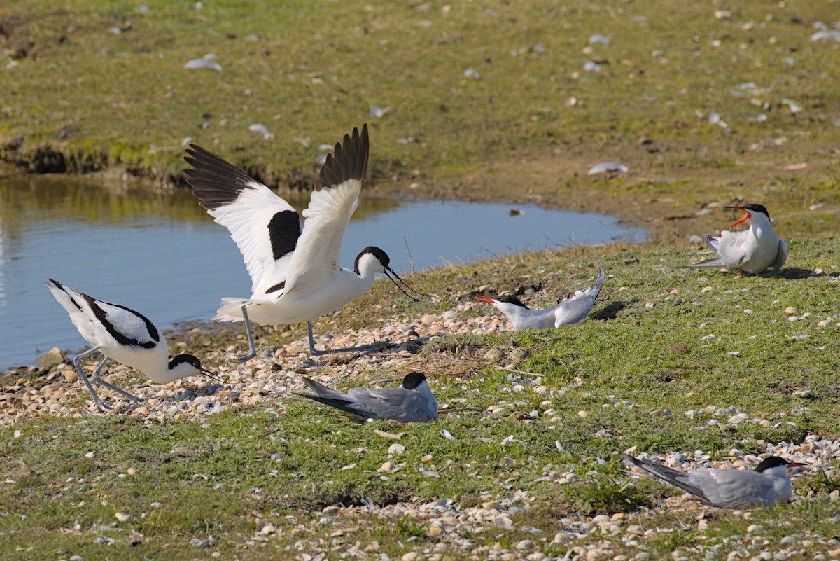 Pied Avocet - ML619542044