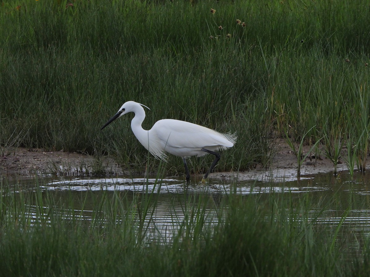 Little Egret - Haydee Huwel