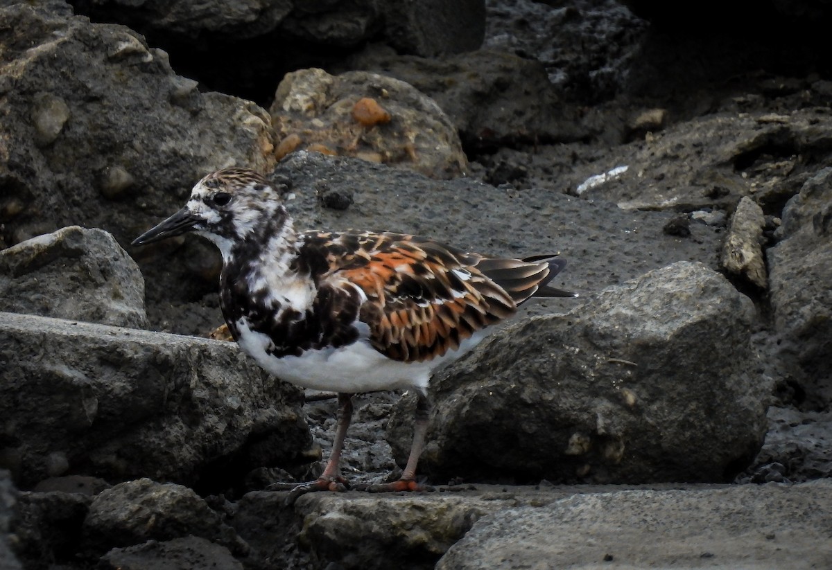 Ruddy Turnstone - Adele Clagett