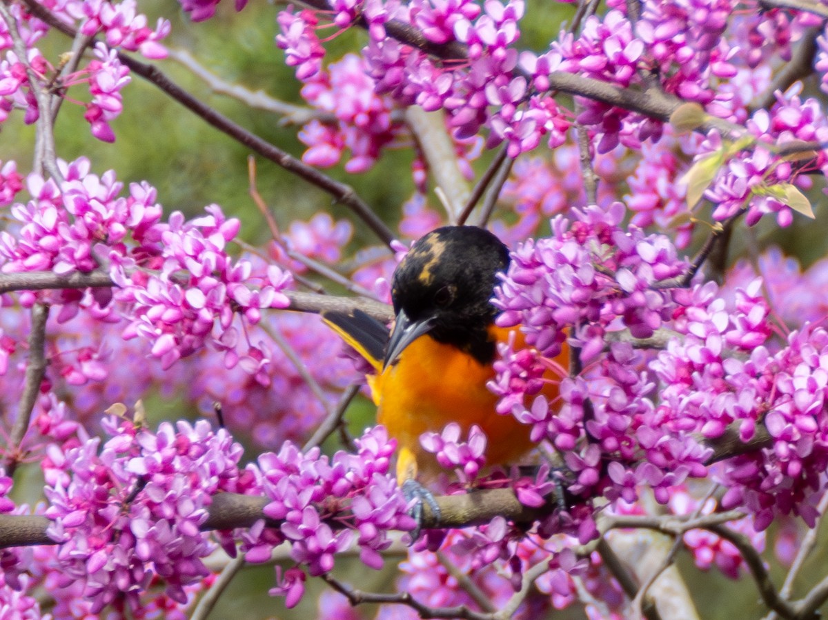 Baltimore Oriole - ML619542056