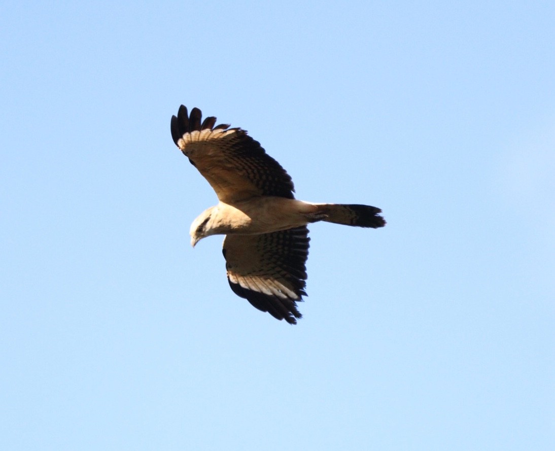 Yellow-headed Caracara - Rubélio Souza