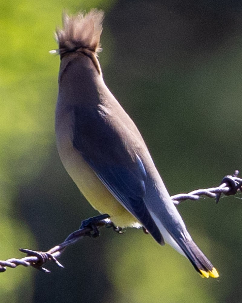 Cedar Waxwing - Margaret Kenny