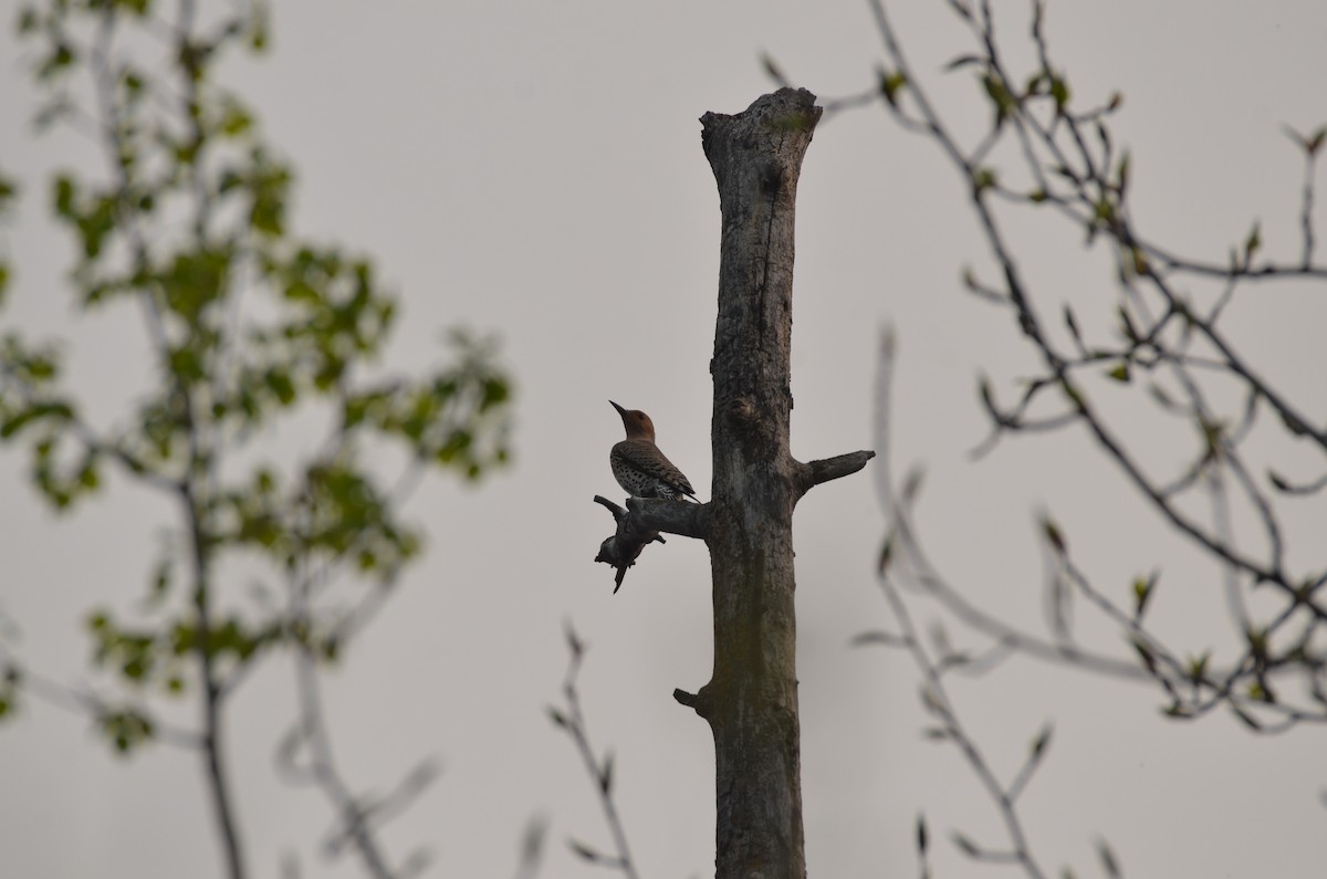 Northern Flicker - Carmen Tavares