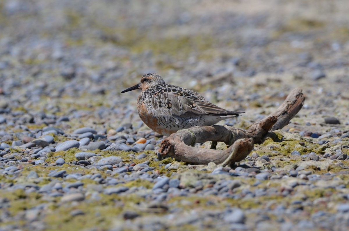 Red Knot - ML619542060