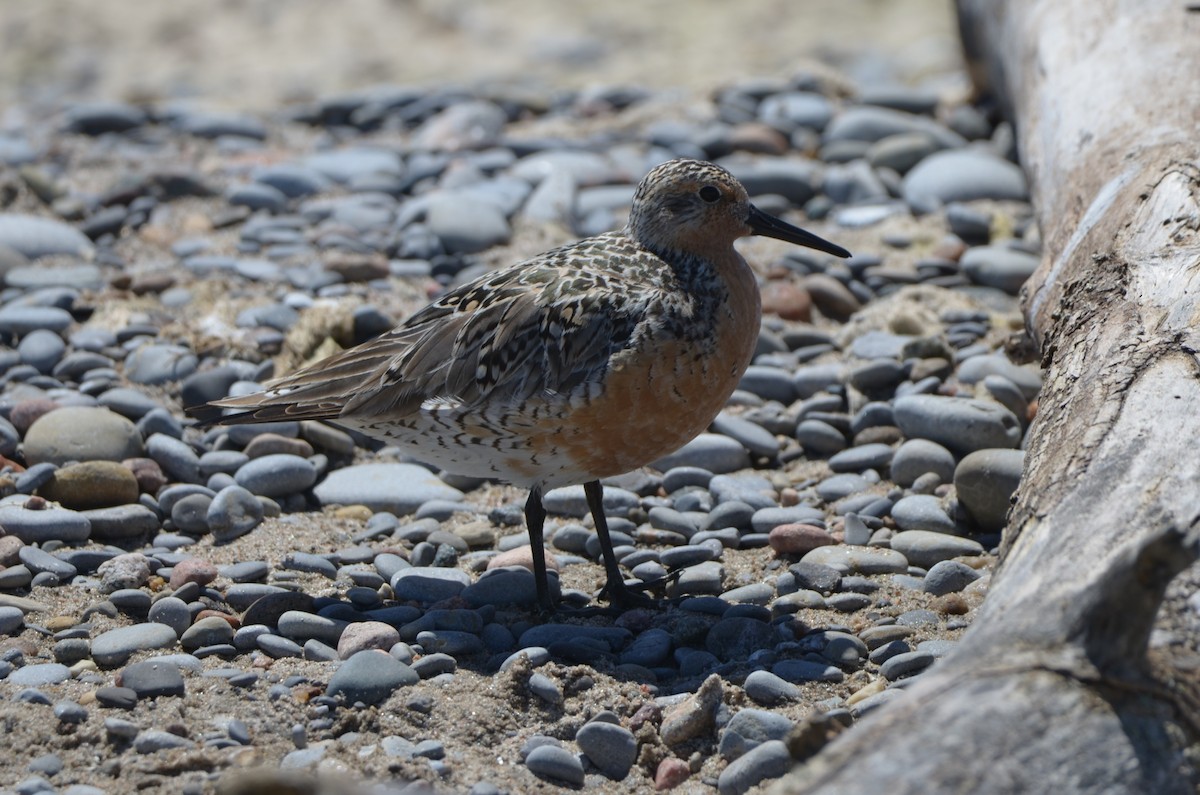 Red Knot - ML619542062