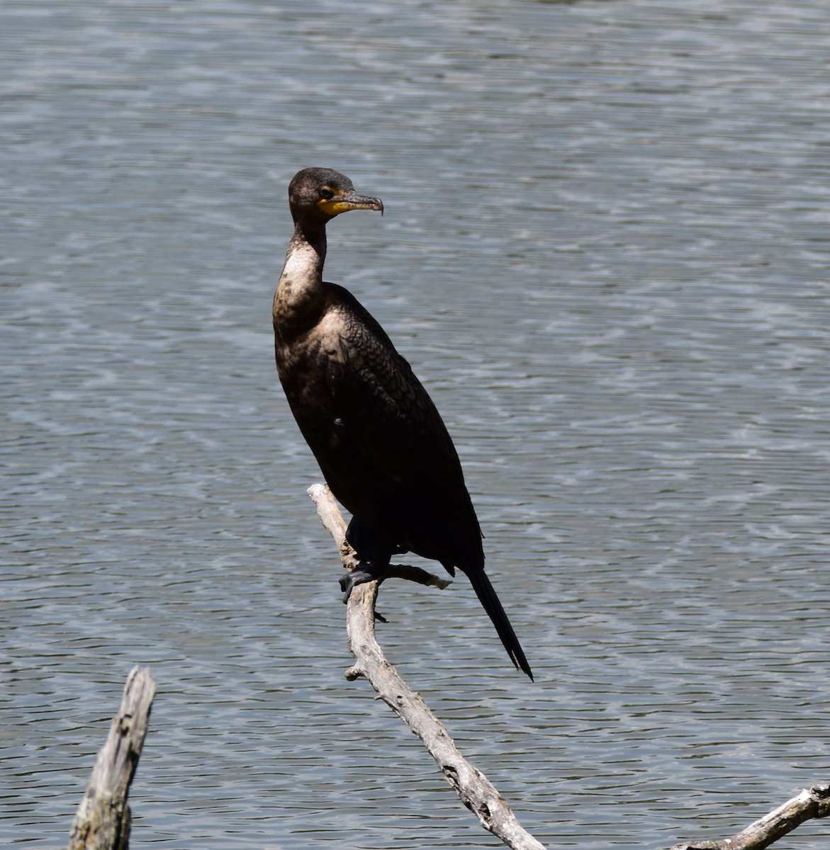 Double-crested Cormorant - Till Dohse