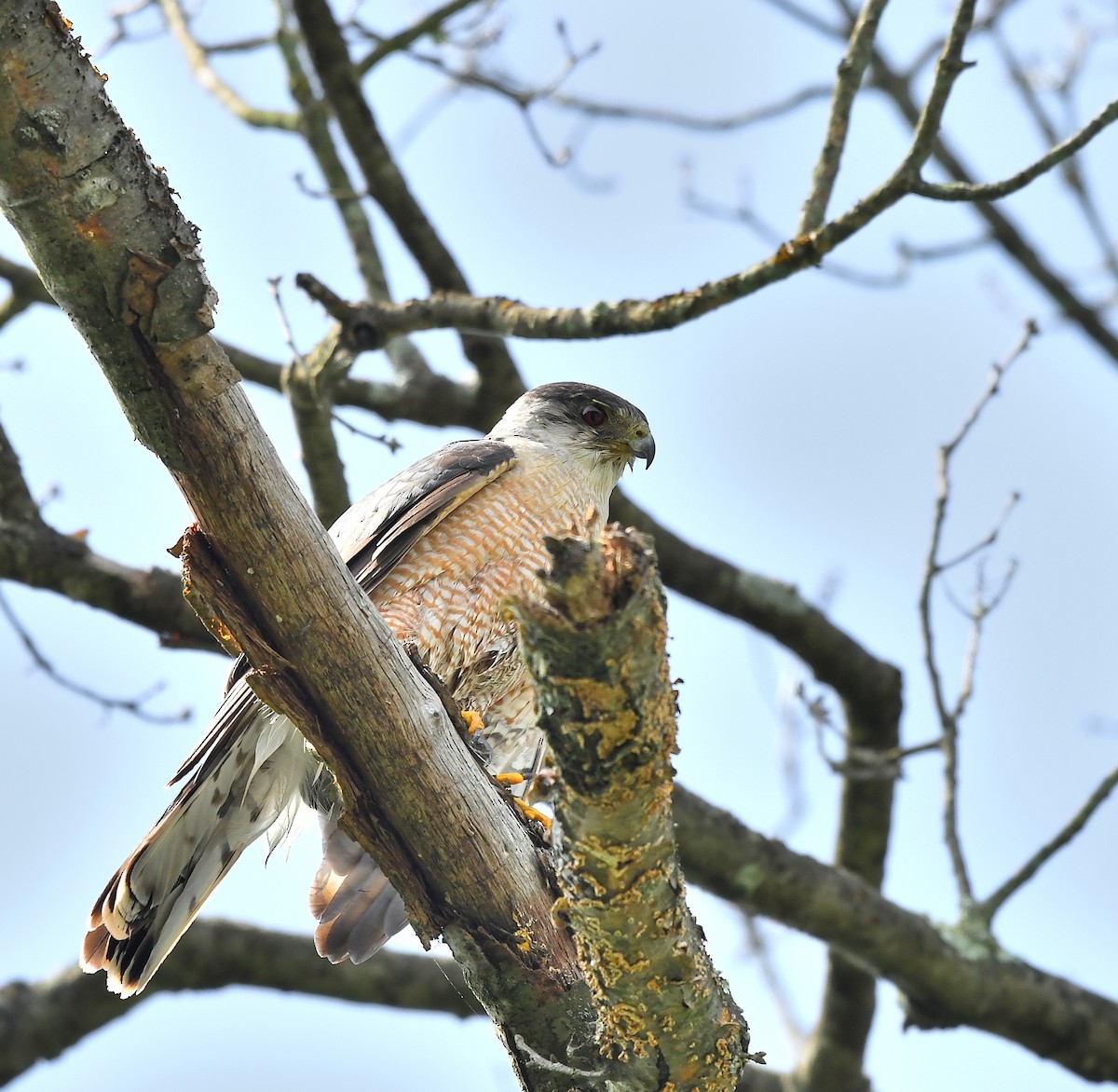 Cooper's Hawk - Jaime Thomas