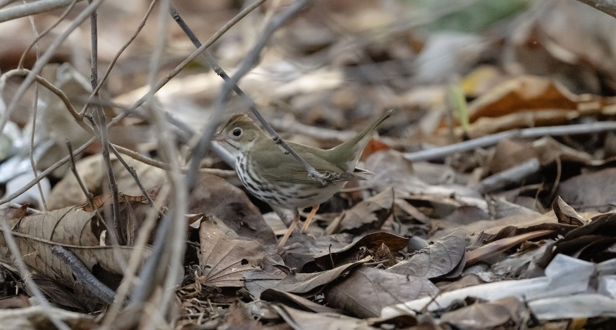 Ovenbird - Rolando Tomas Pasos Pérez