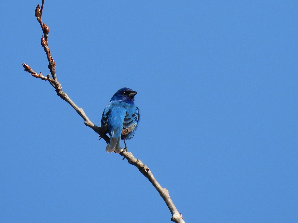 Indigo Bunting - Cheryl Ring