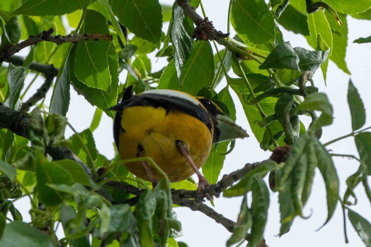 Evening Grosbeak - Anonymous