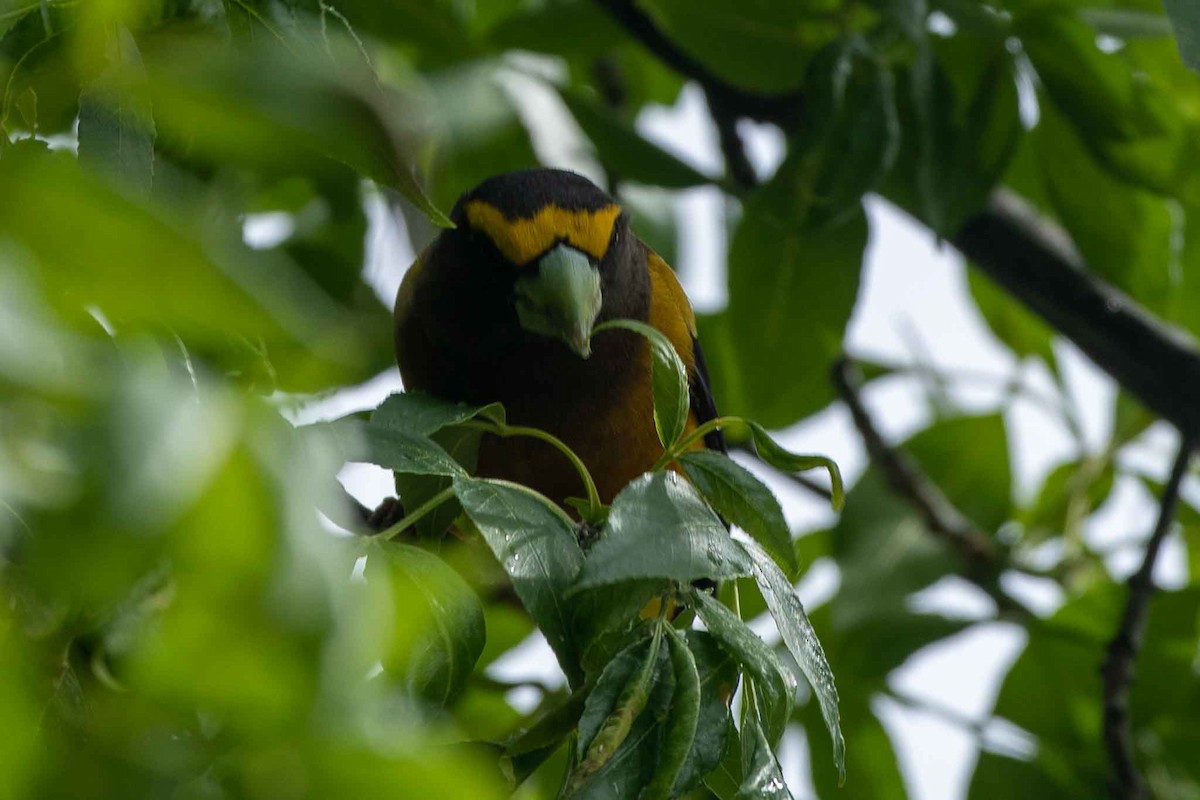 Evening Grosbeak - Anonymous