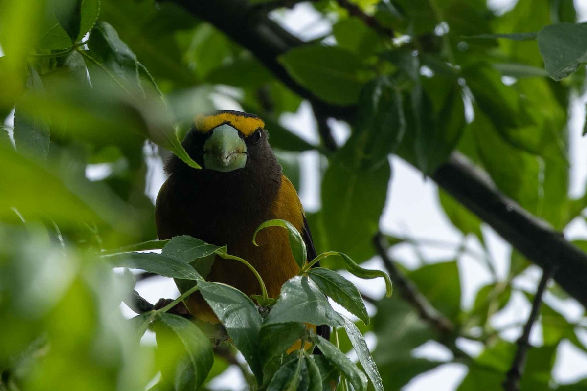 Evening Grosbeak - Anonymous