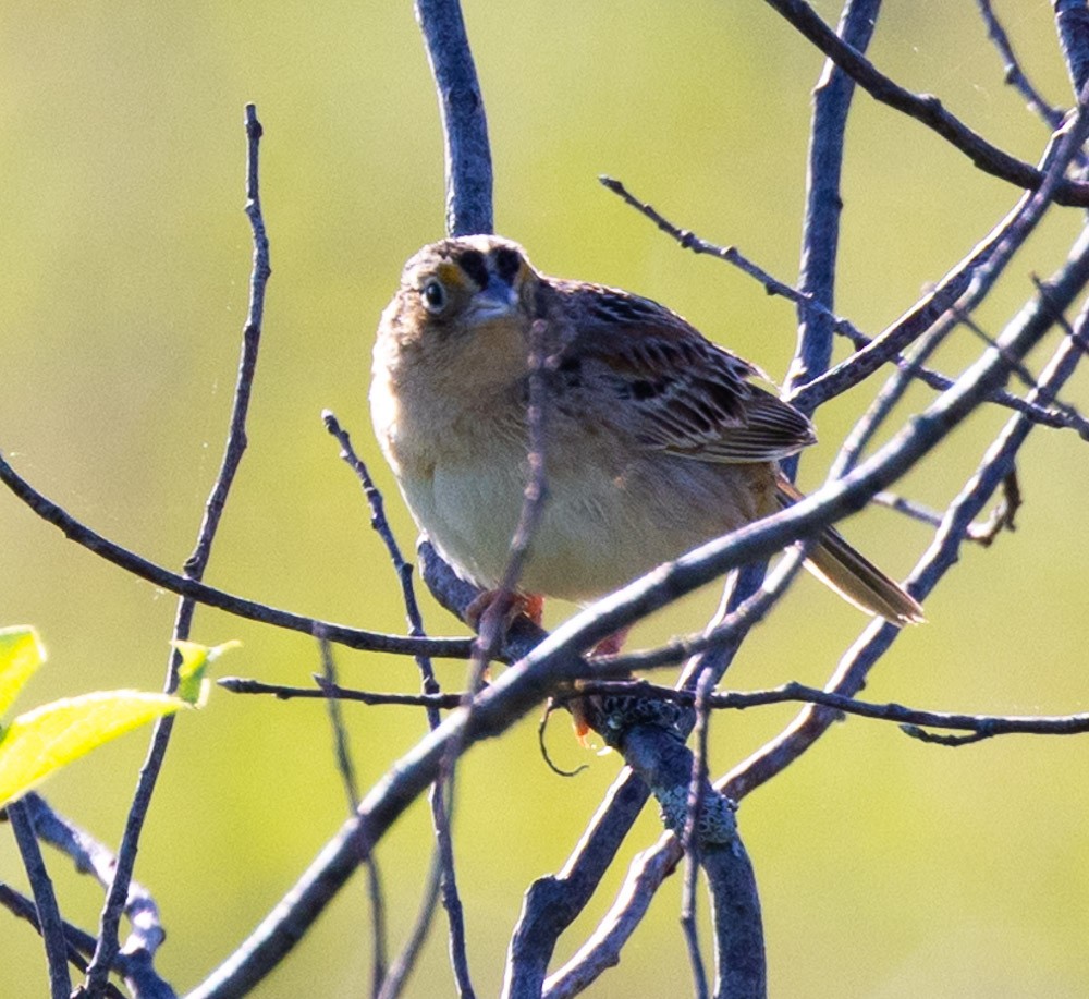 Grasshopper Sparrow - Margaret Kenny