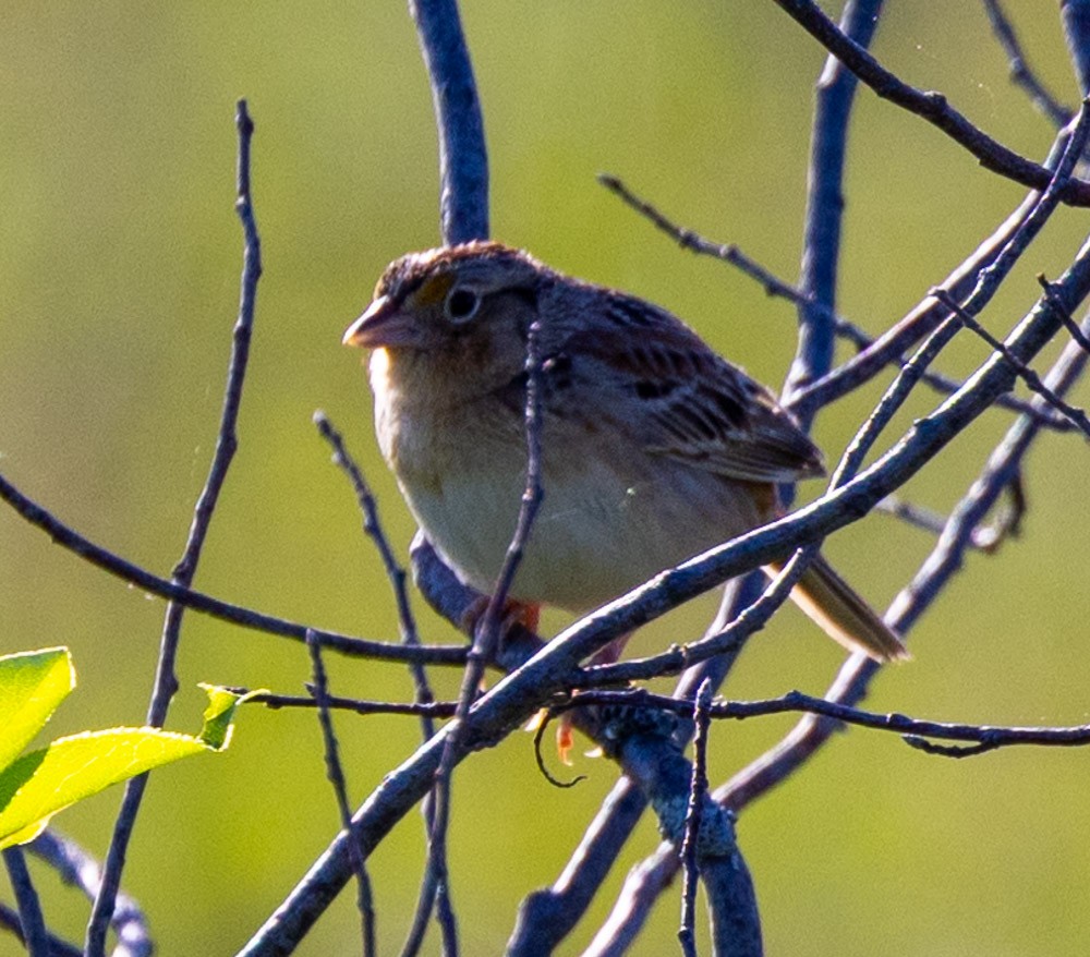 Grasshopper Sparrow - Margaret Kenny