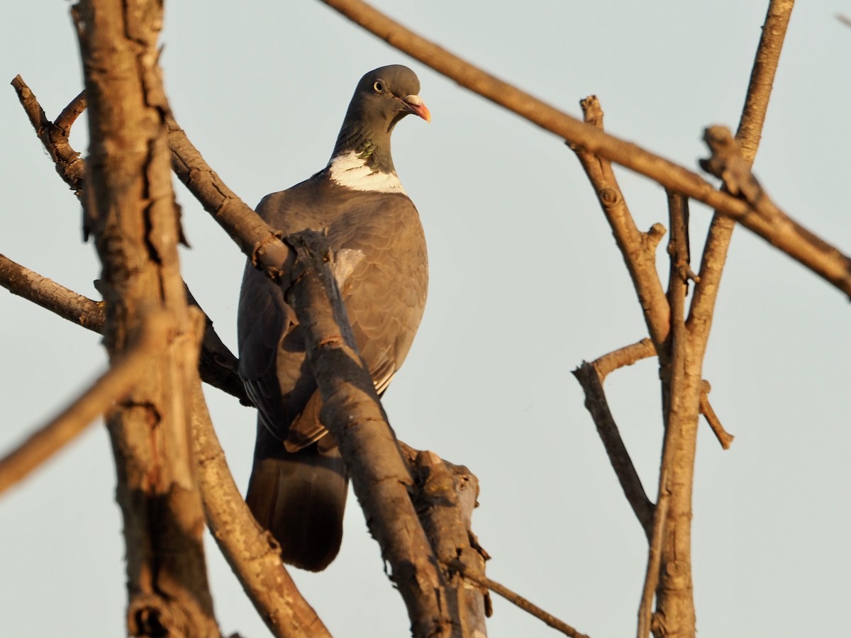 Common Wood-Pigeon - ML619542083