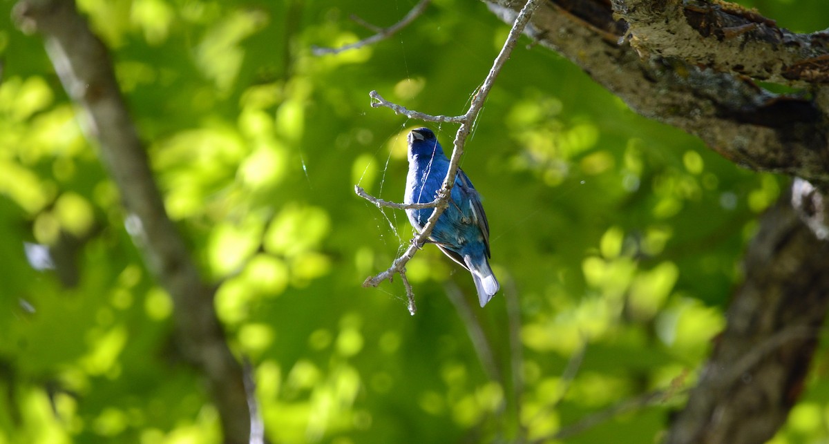 Indigo Bunting - Tristan Ducharme