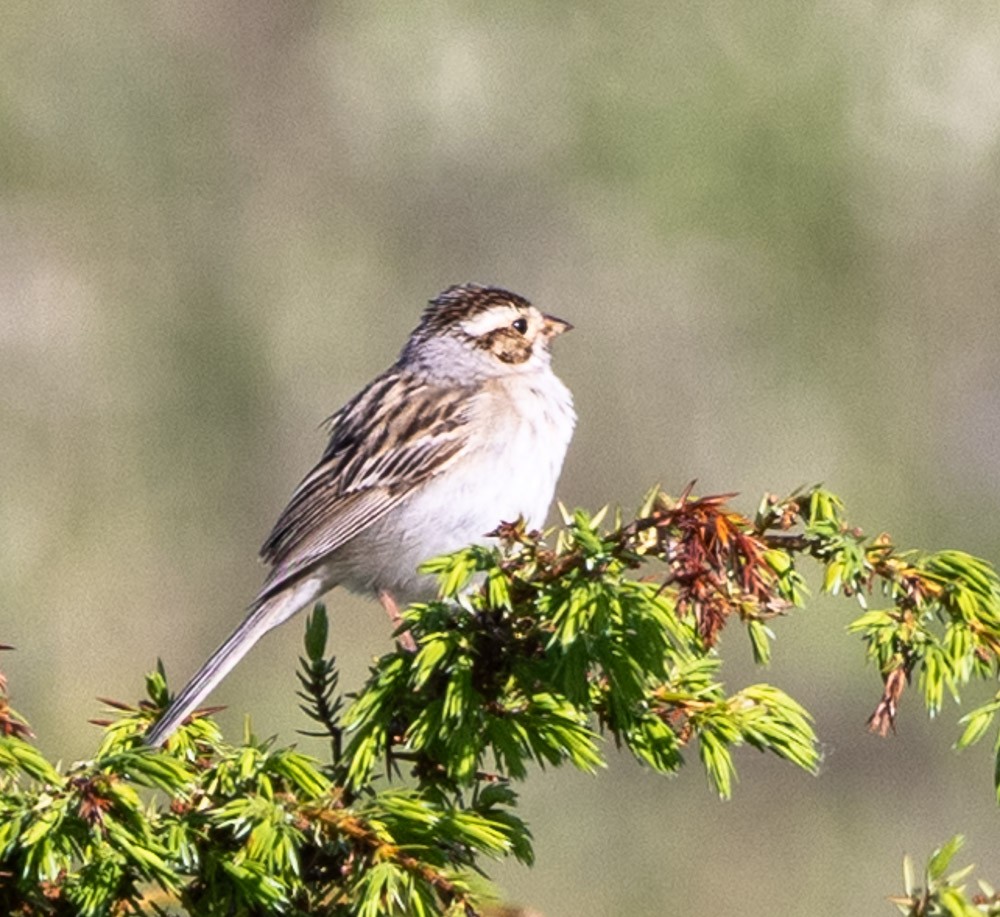 Clay-colored Sparrow - Margaret Kenny