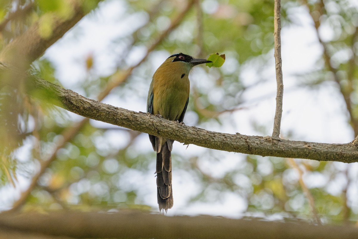 Lesson's Motmot - Rolando Tomas Pasos Pérez