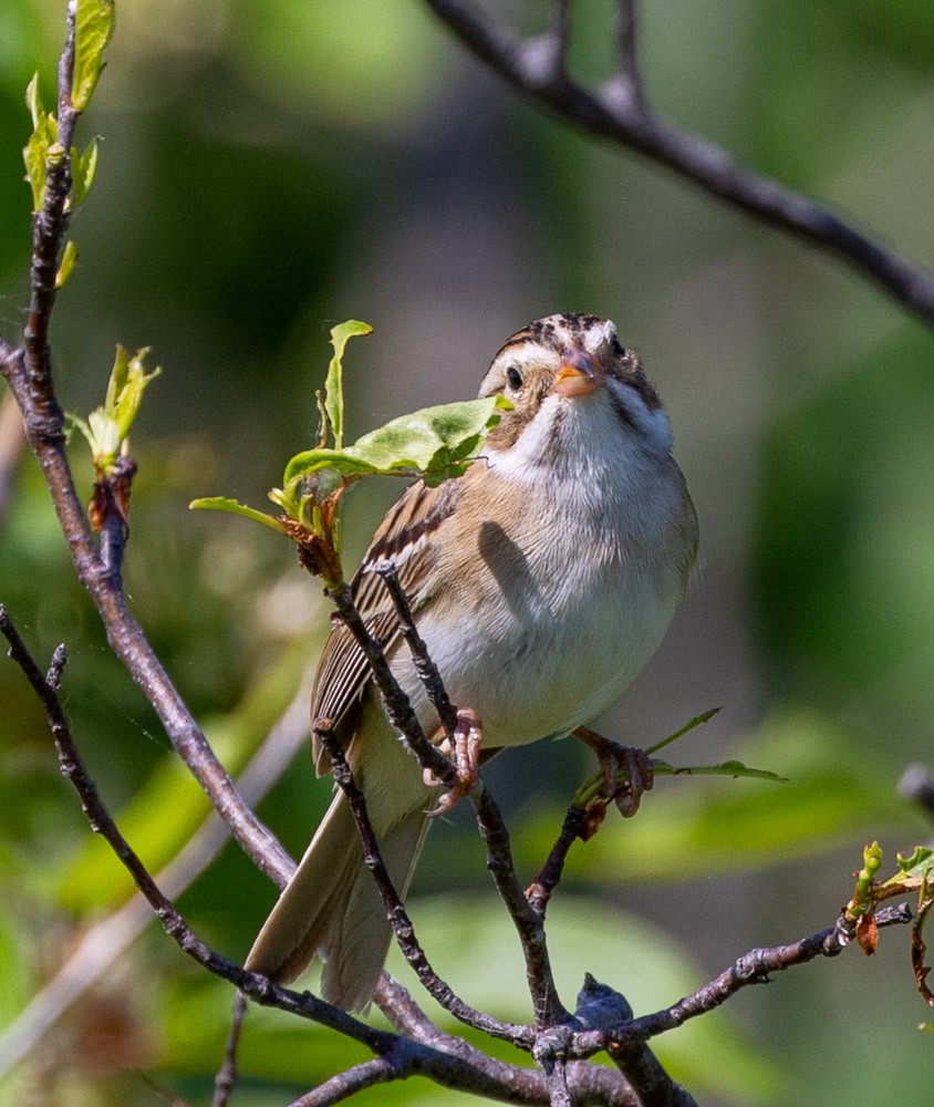 Clay-colored Sparrow - Margaret Kenny